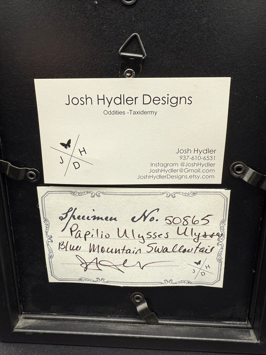 Mounted Blue Mountain Swallowtail by Josh Hydler Designs