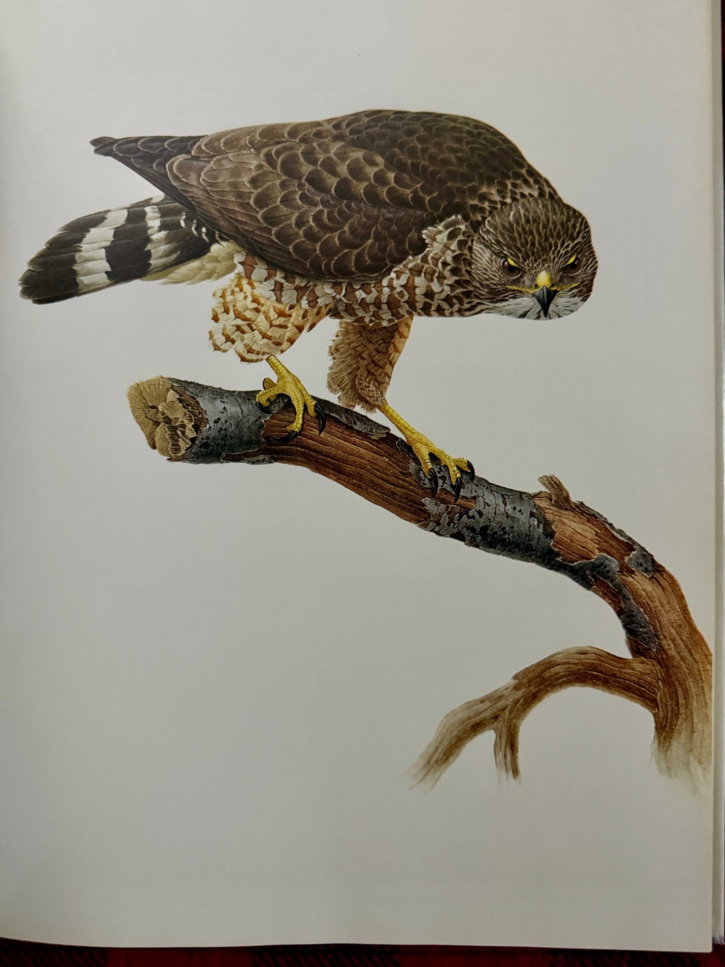 Birds of the Eastern Forest Complete Two-Volume Set (1968–1970)
