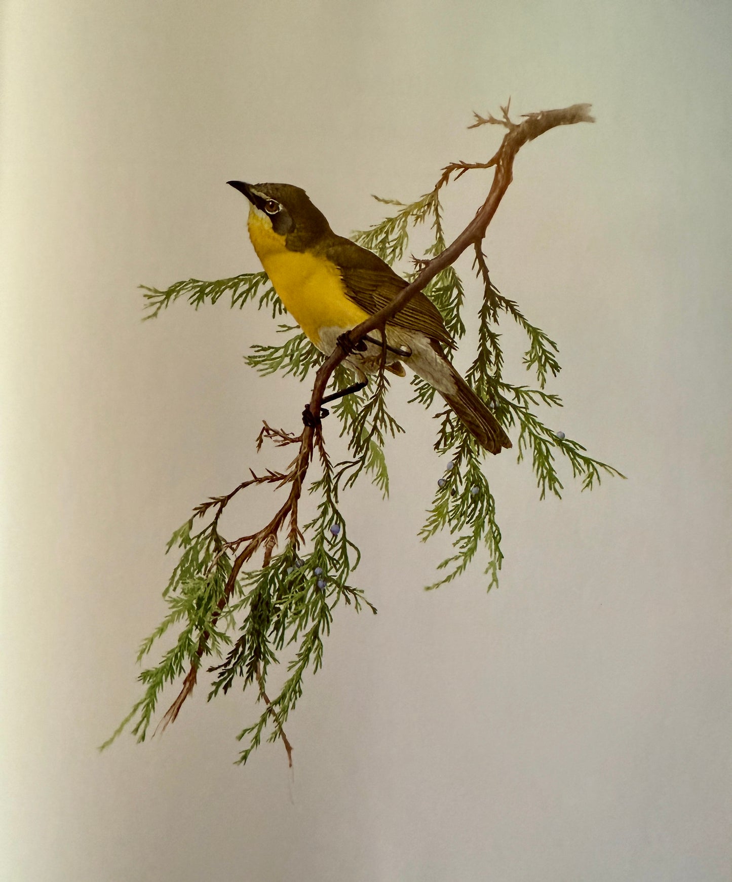 Birds of the Eastern Forest Complete Two-Volume Set (1968–1970)
