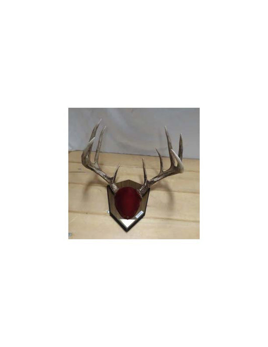 10 Point White Tail Deer Mount