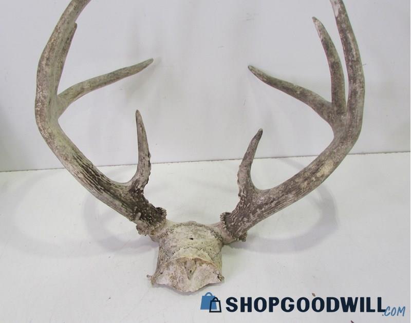 8 Point Antler Rack