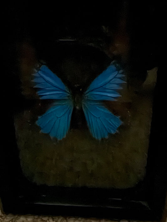 Mounted Blue Mountain Swallowtail by Josh Hydler Designs