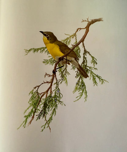 Birds of the Eastern Forest Complete Two-Volume Set (1968–1970)
